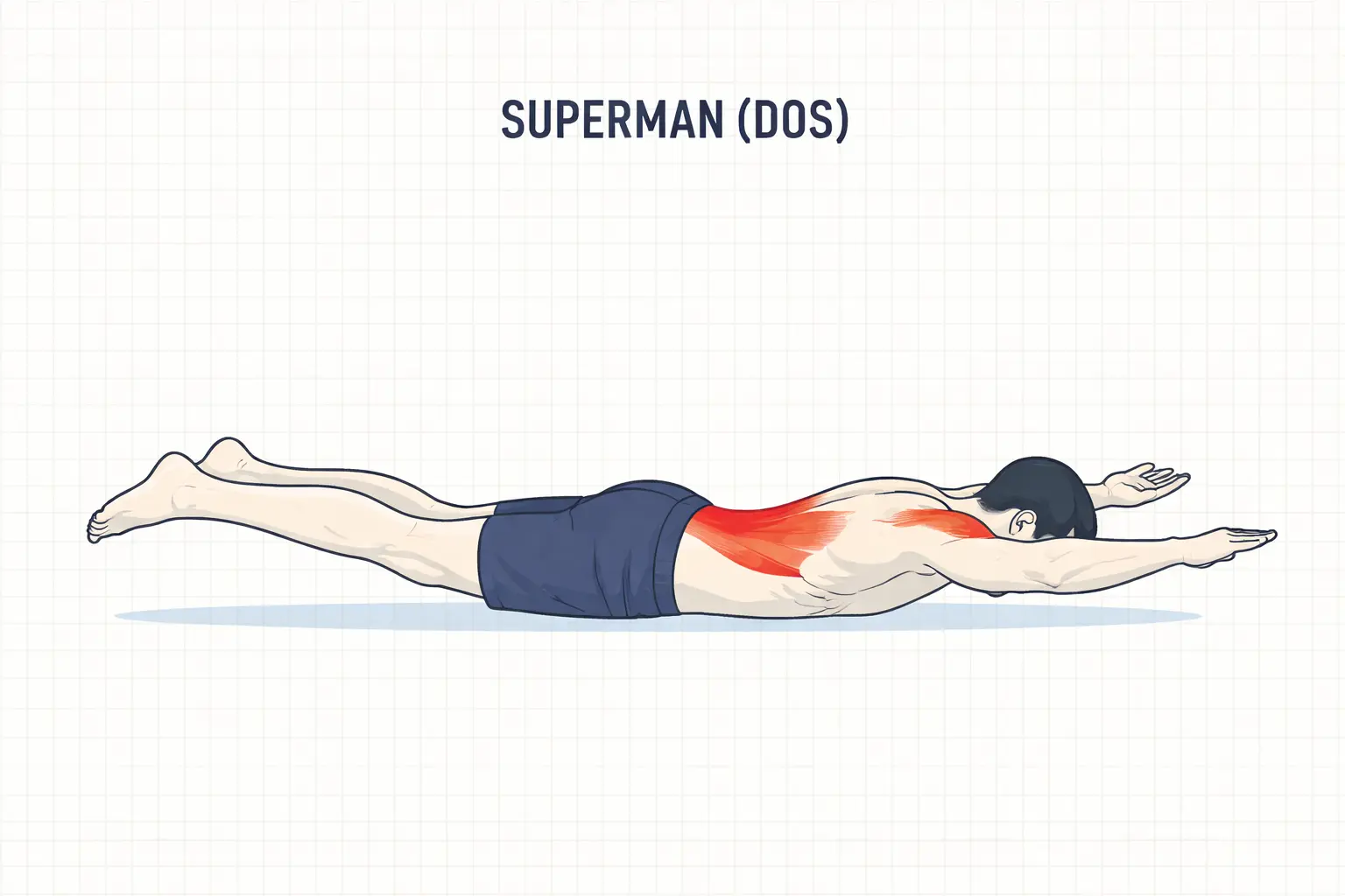 exercice superman dos lombaires renforcement sans matériel à domicile
