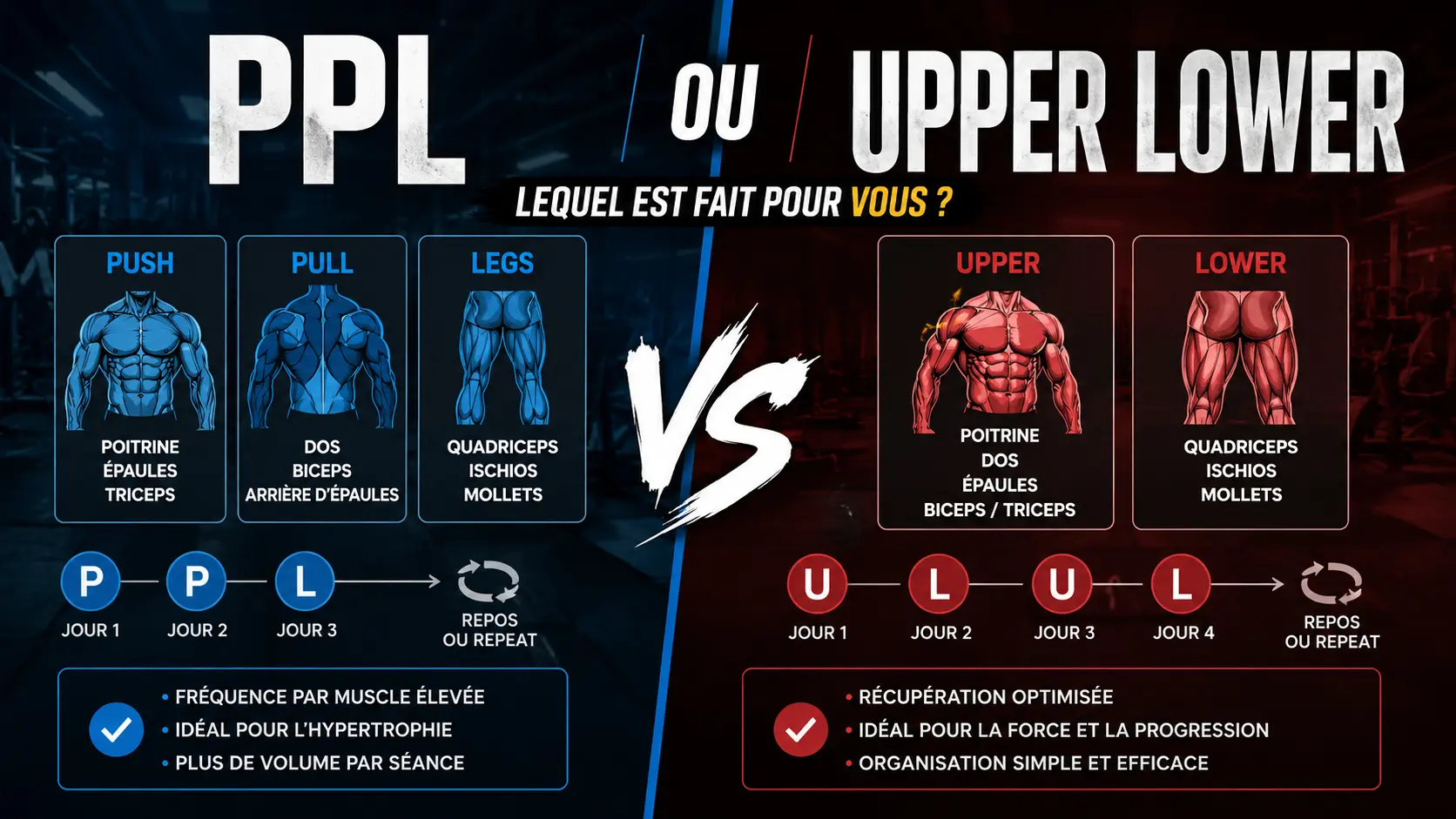 Comparaison entre programme PPL et Upper Lower en musculation pour prise de muscle et progression