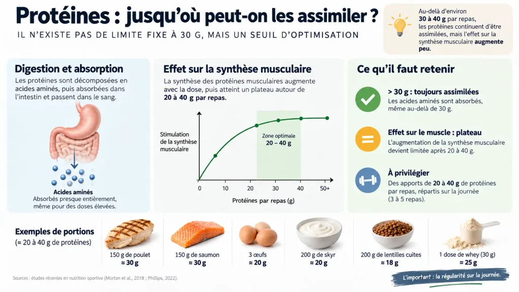 Infographie expliquant l’assimilation des protéines et leur utilisation par l’organisme